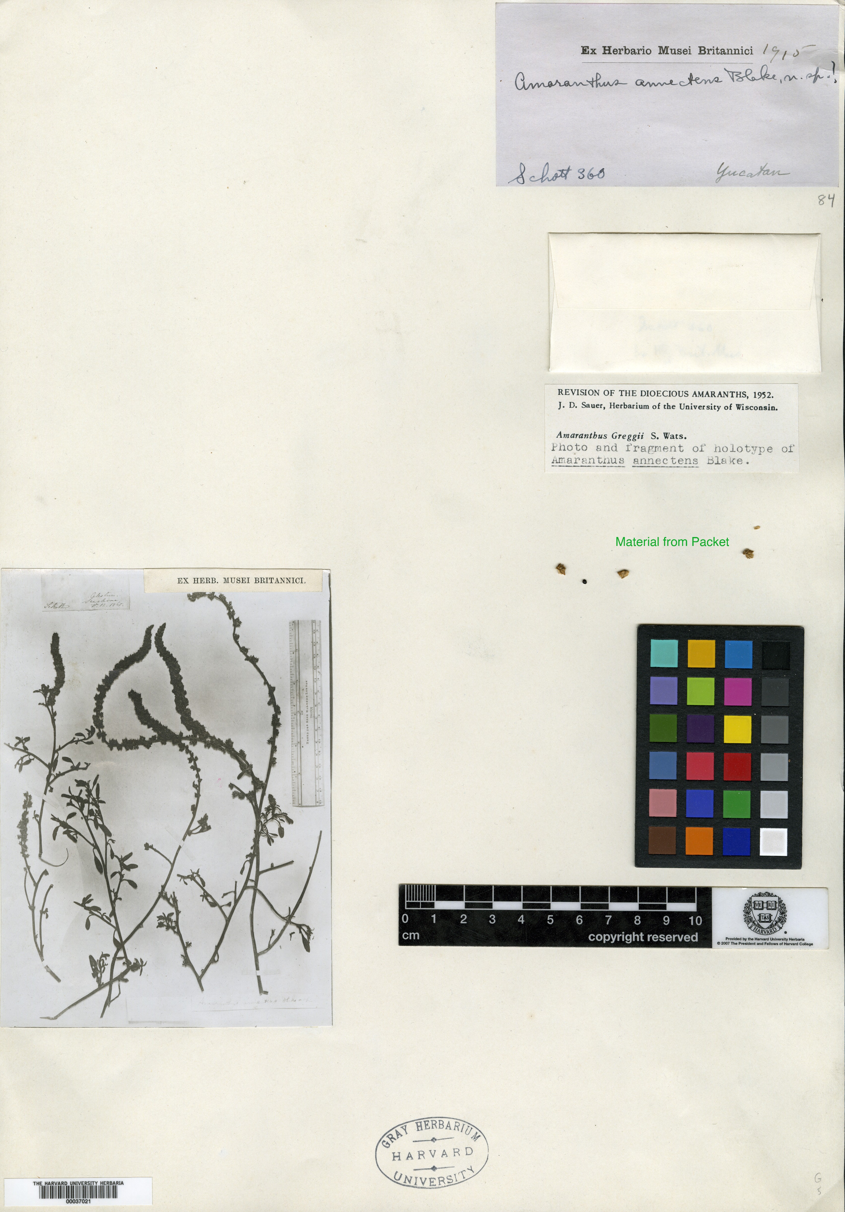 Amaranthus annectens image