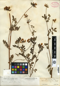 Hosackia grandiflora image