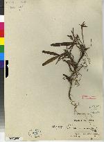 Maxillaria sotoana image