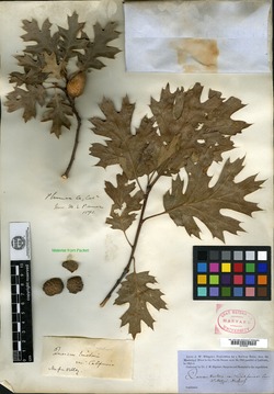 Quercus tinctoria var. californica image