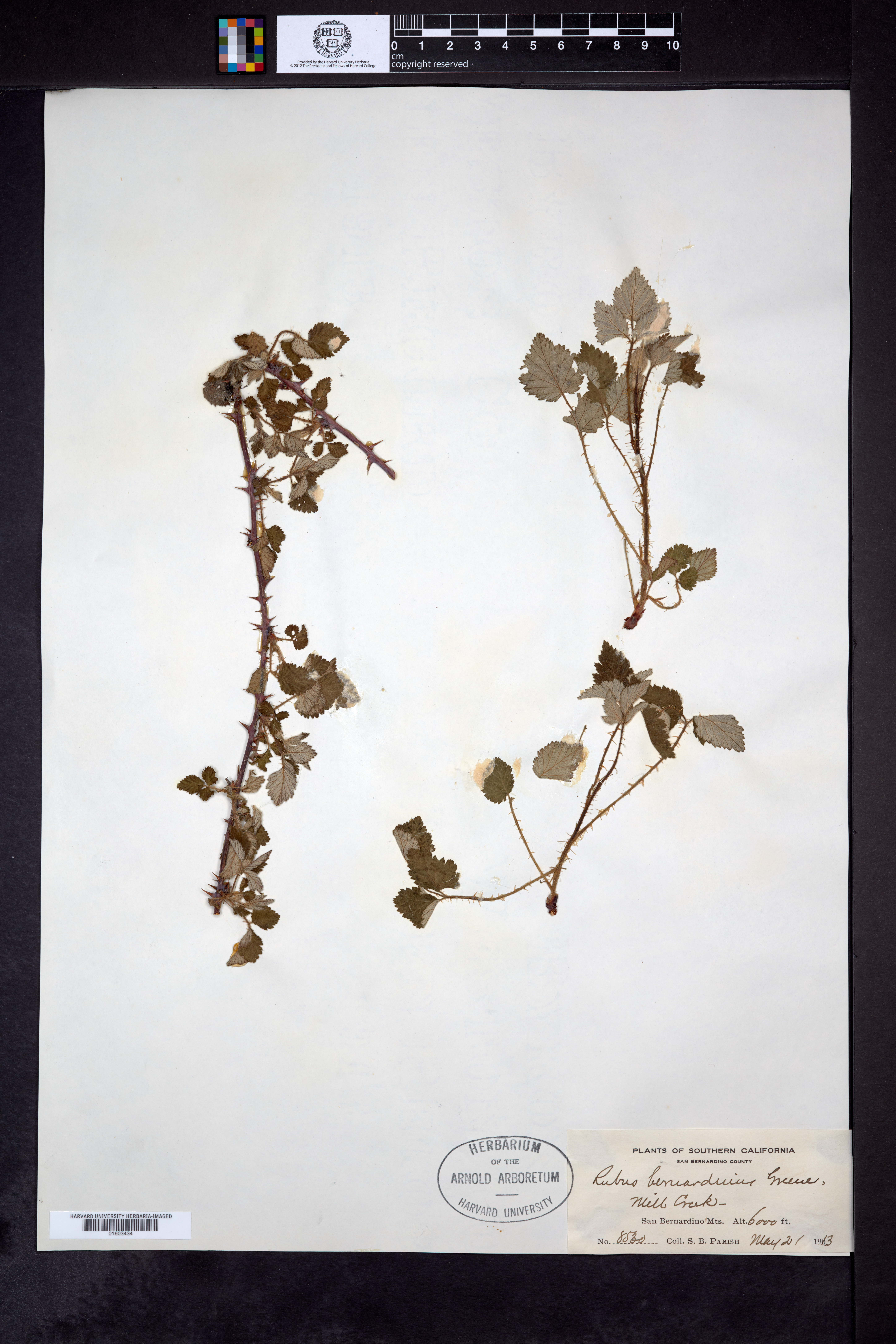 Rubus bernardinus image