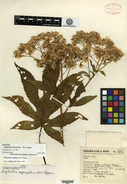 Digitacalia napeifolia image