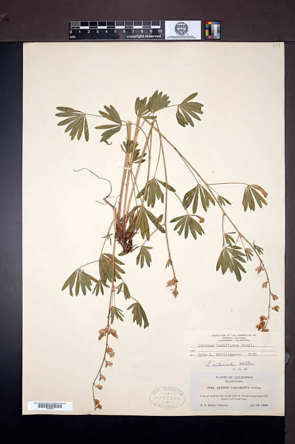 Lupinus arbustus subsp. silvicola image
