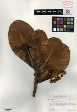 Clusia havetioides image