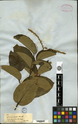 Gouania discolor image