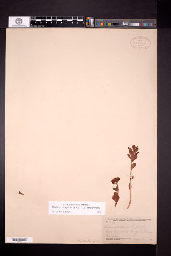 Sedum rosea subsp. integrifolium image
