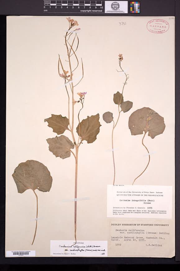 Cardamine californica var. cardiophylla image