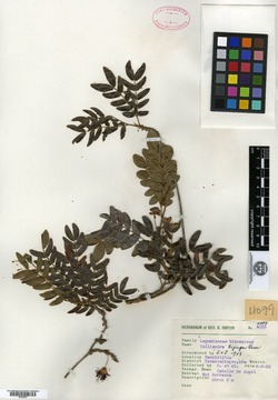 Calliandra hintonii image