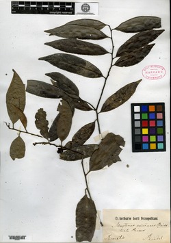 Maytenus guianensis image
