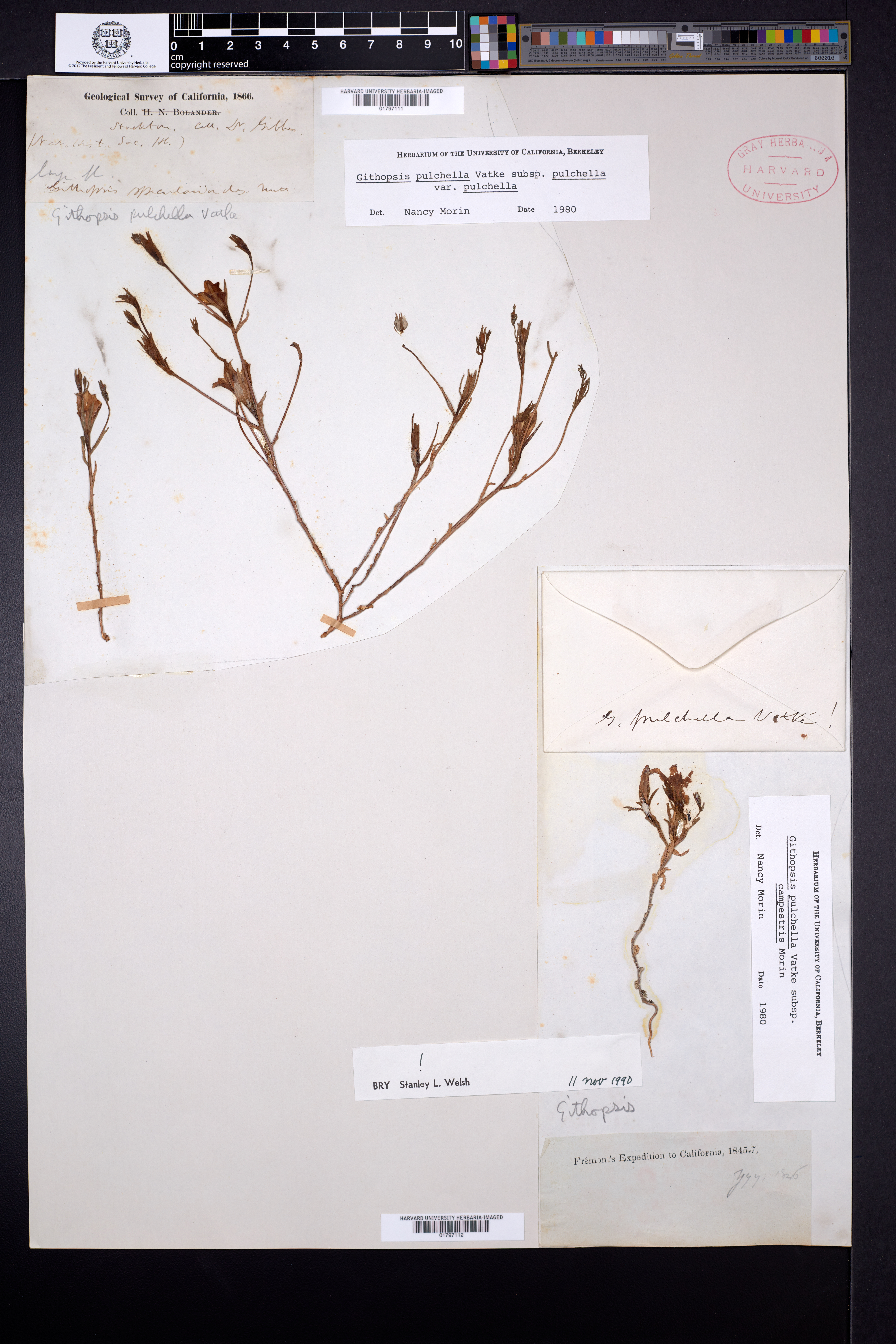 Githopsis pulchella subsp. campestris image