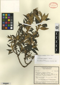 Helianthopsis bishopii image