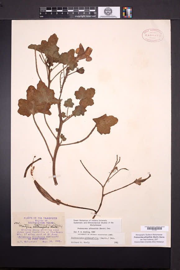 Proboscidea altheifolia image
