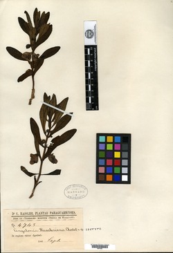 Sairocarpus nuttallianus image