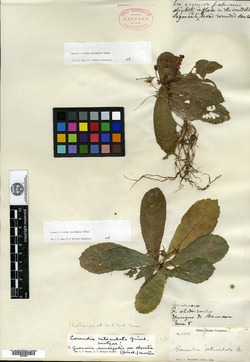 Gesneria reticulata image