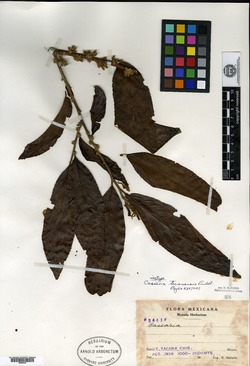 Casearia tacanensis image