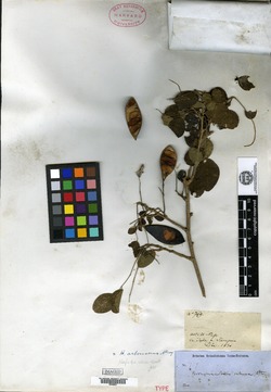 Harpalyce arborescens image