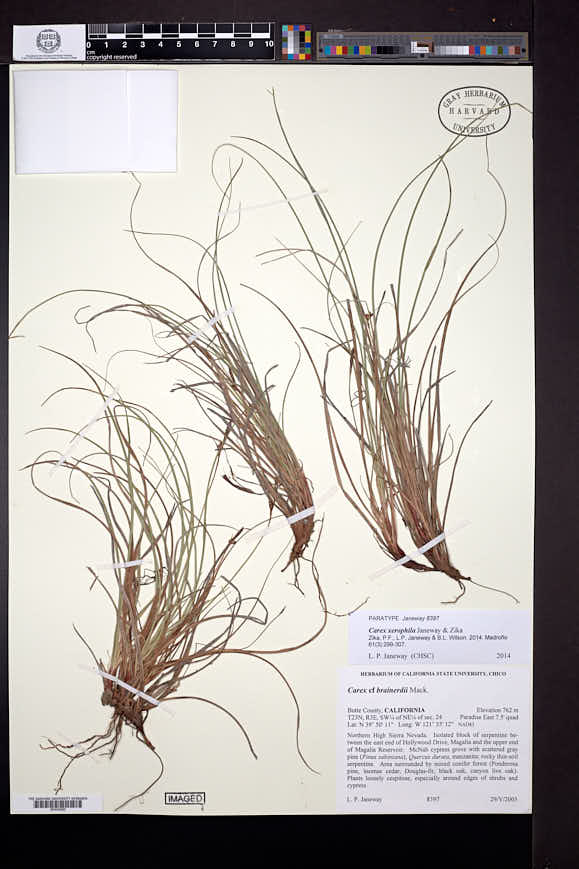 Carex xerophila image
