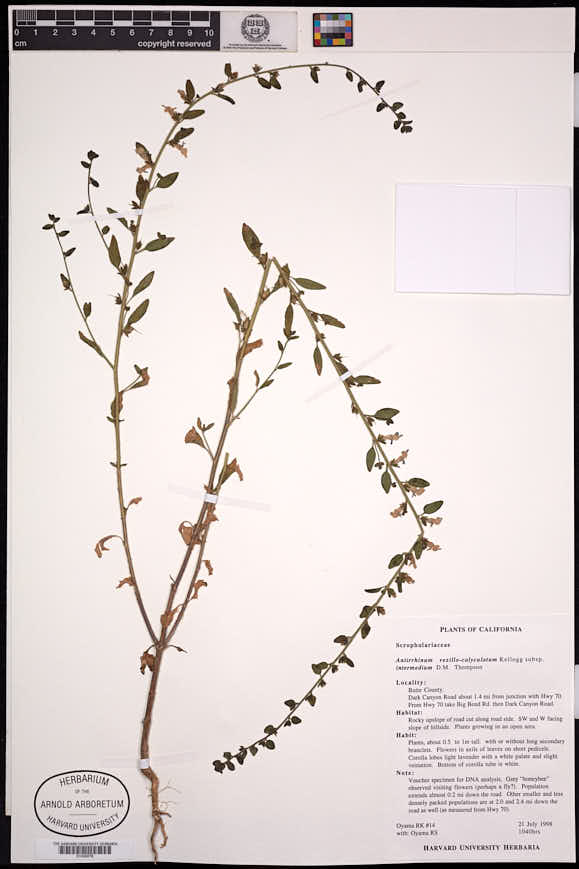 Antirrhinum vexillocalyculatum subsp. intermedium image