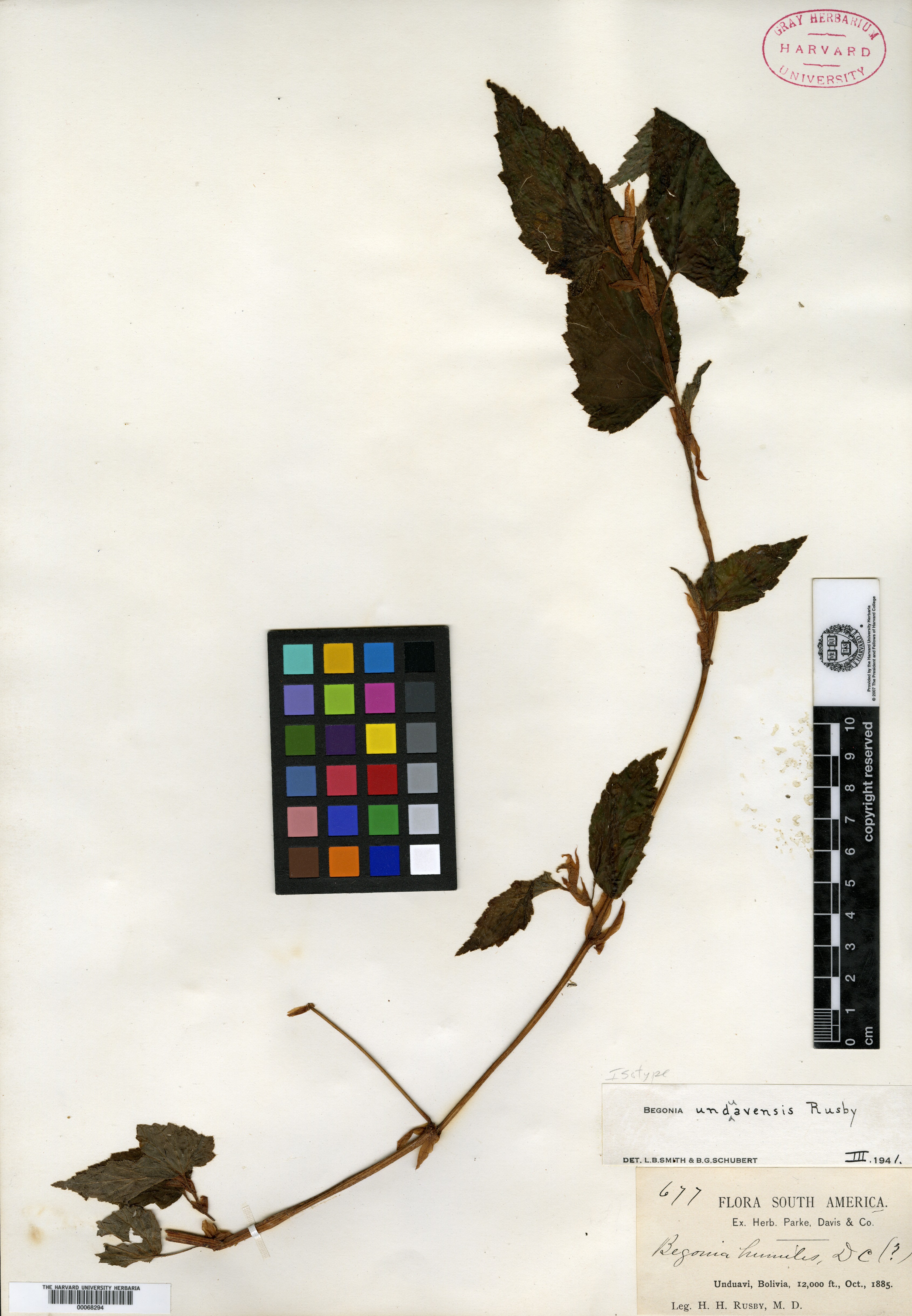 Begonia unduavensis image