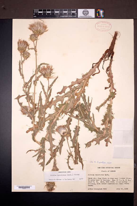Cirsium canovirens image