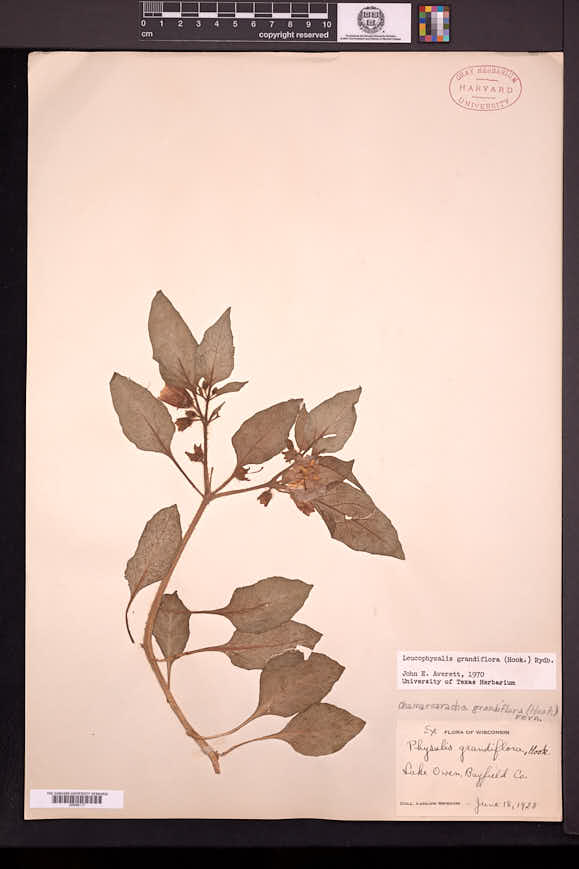 Leucophysalis grandiflora image