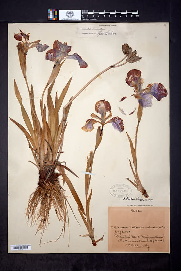 Iris hookeri image