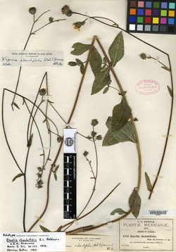 Simsia rhombifolia image