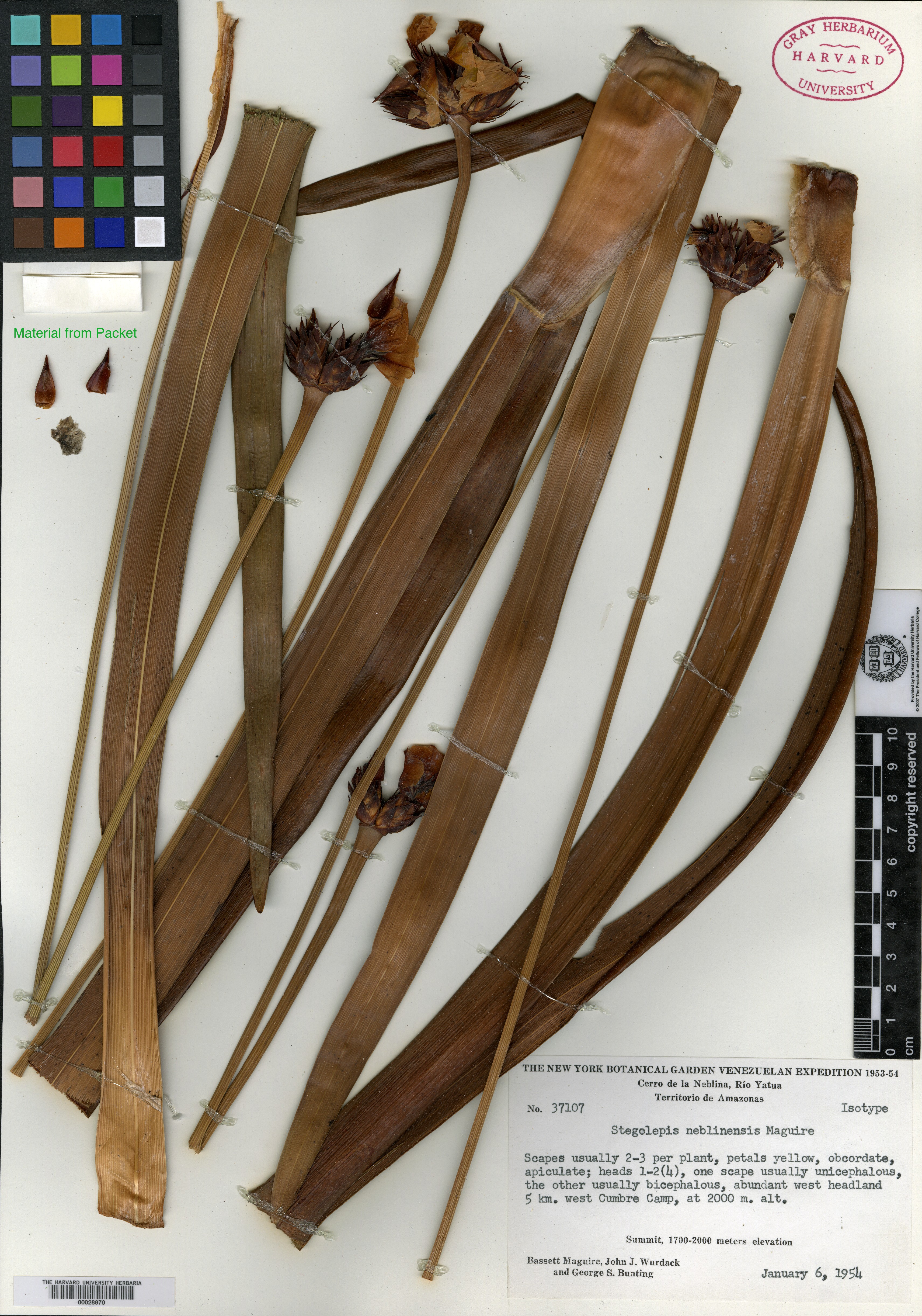 Stegolepis neblinensis image