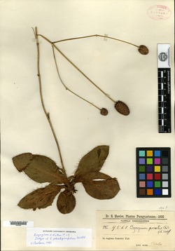 Eryngium plantaginifolium image