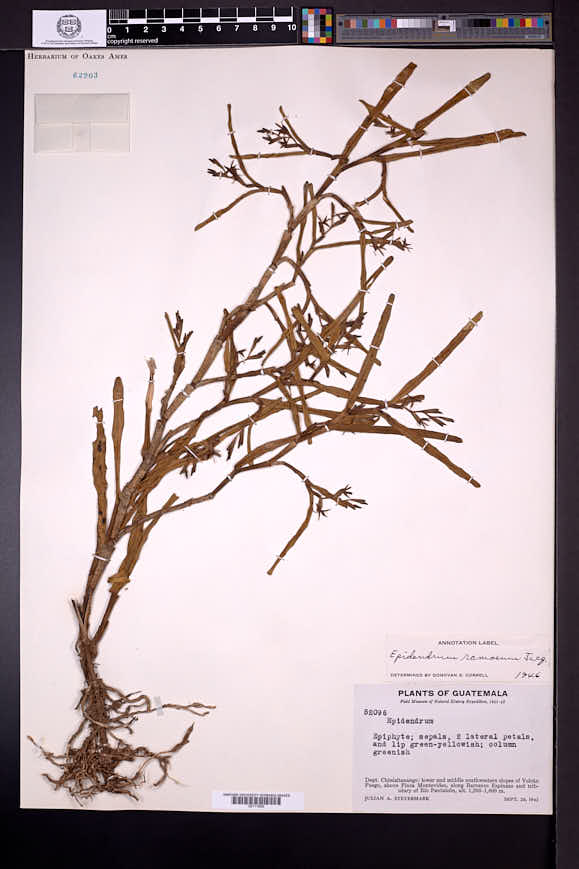 Epidendrum ramosum image