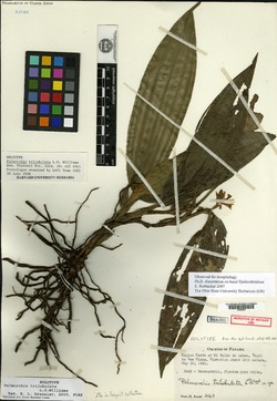 Palmorchis trilobulata image