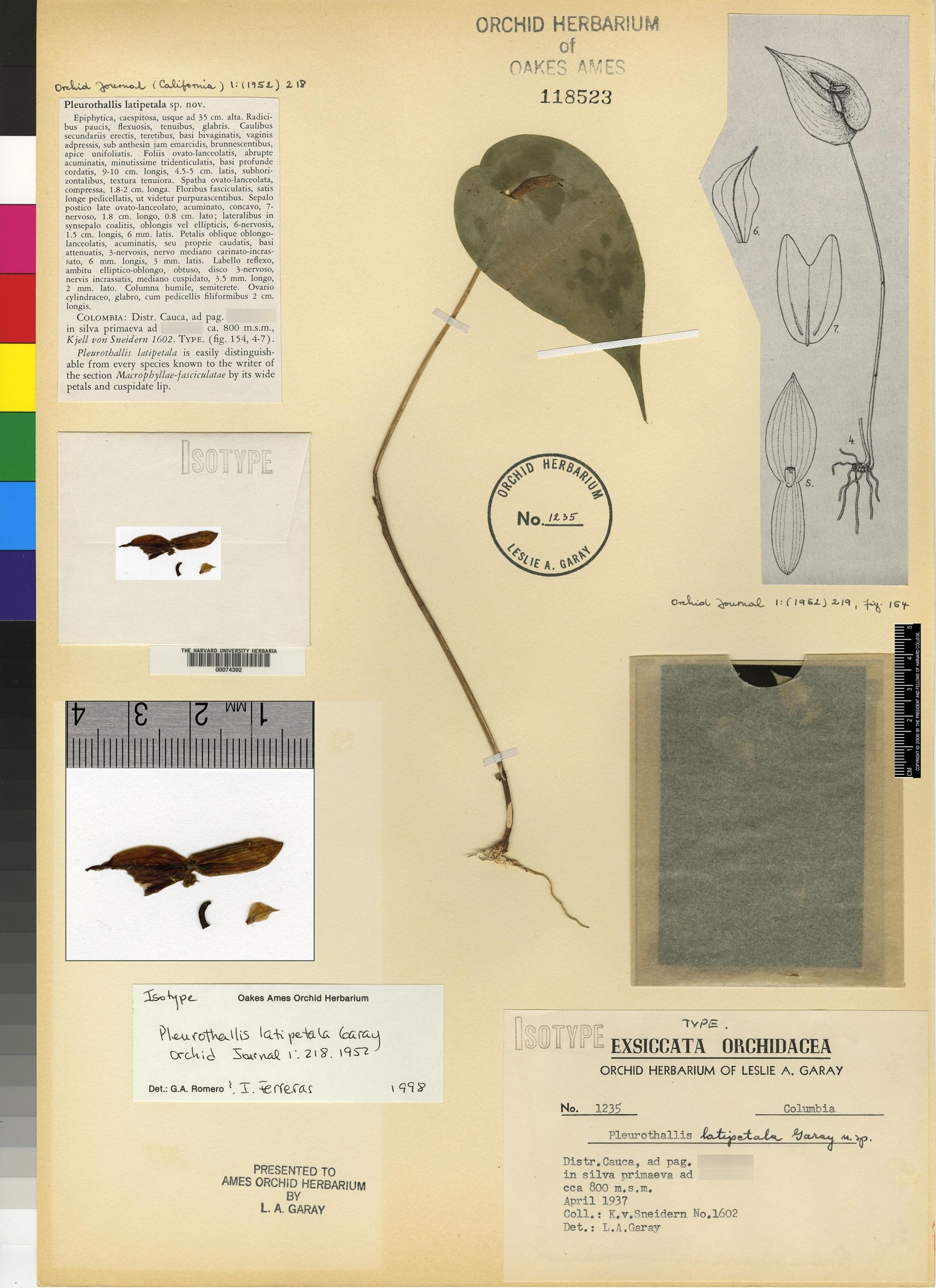 Pleurothallis longipedicellata image