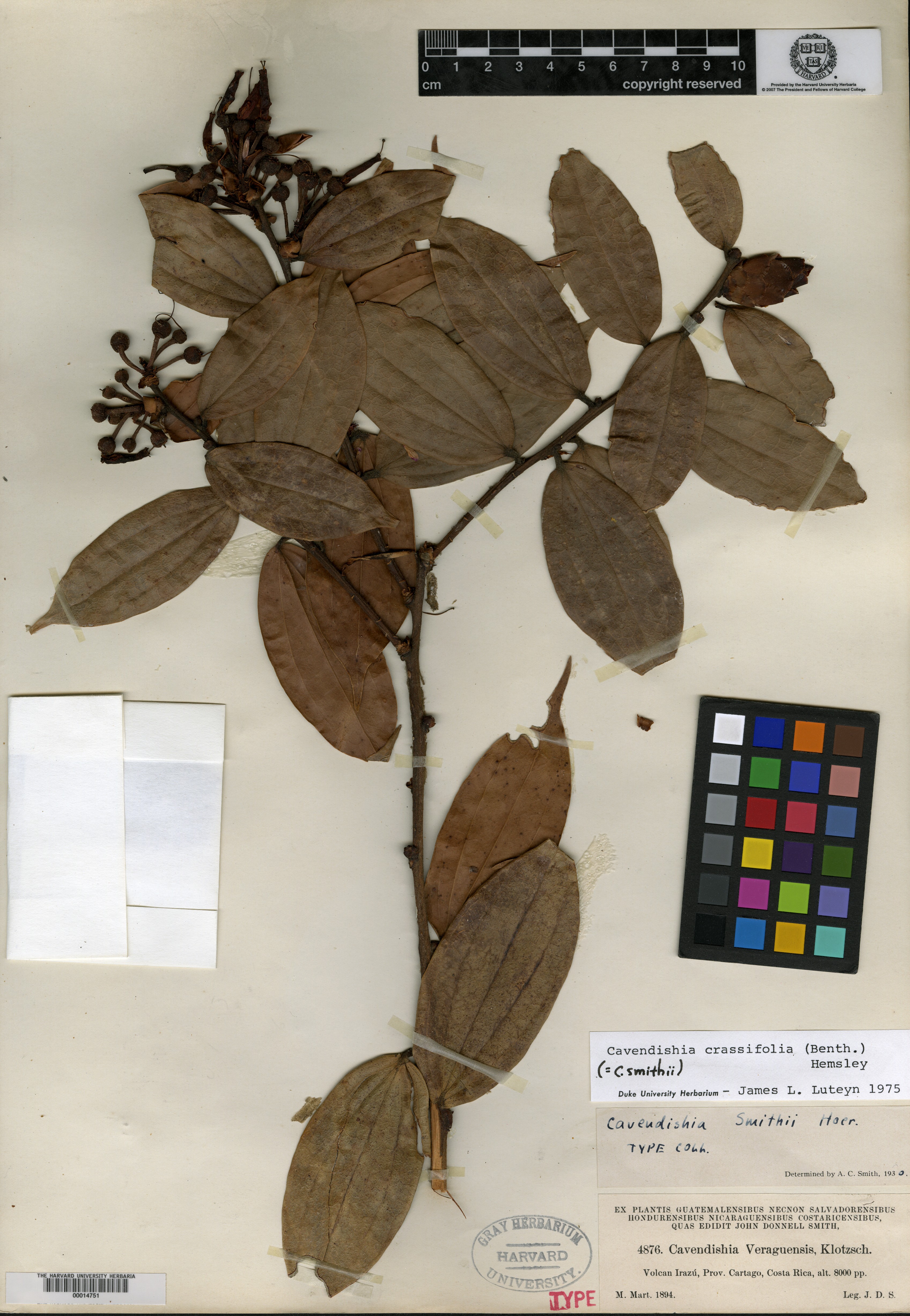 Cavendishia smithii image
