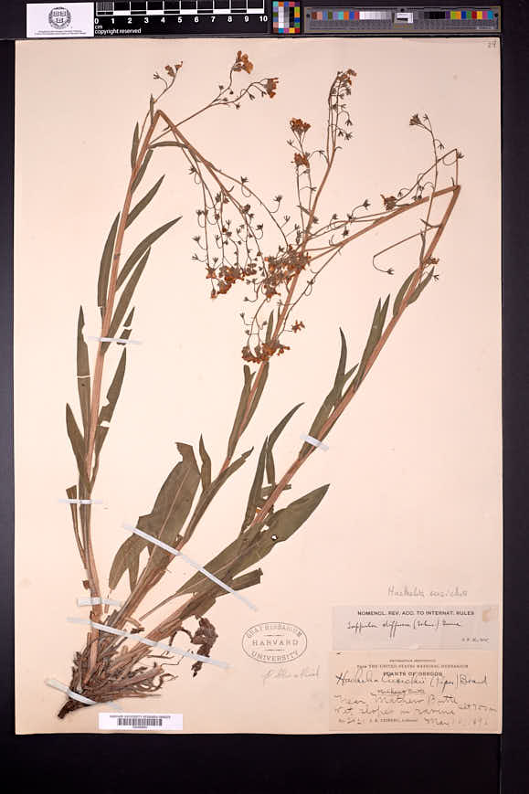Hackelia cusickii image