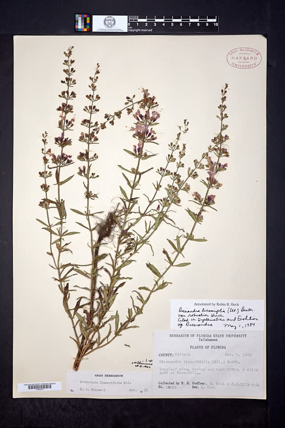 Dicerandra linearifolia var. robustior image