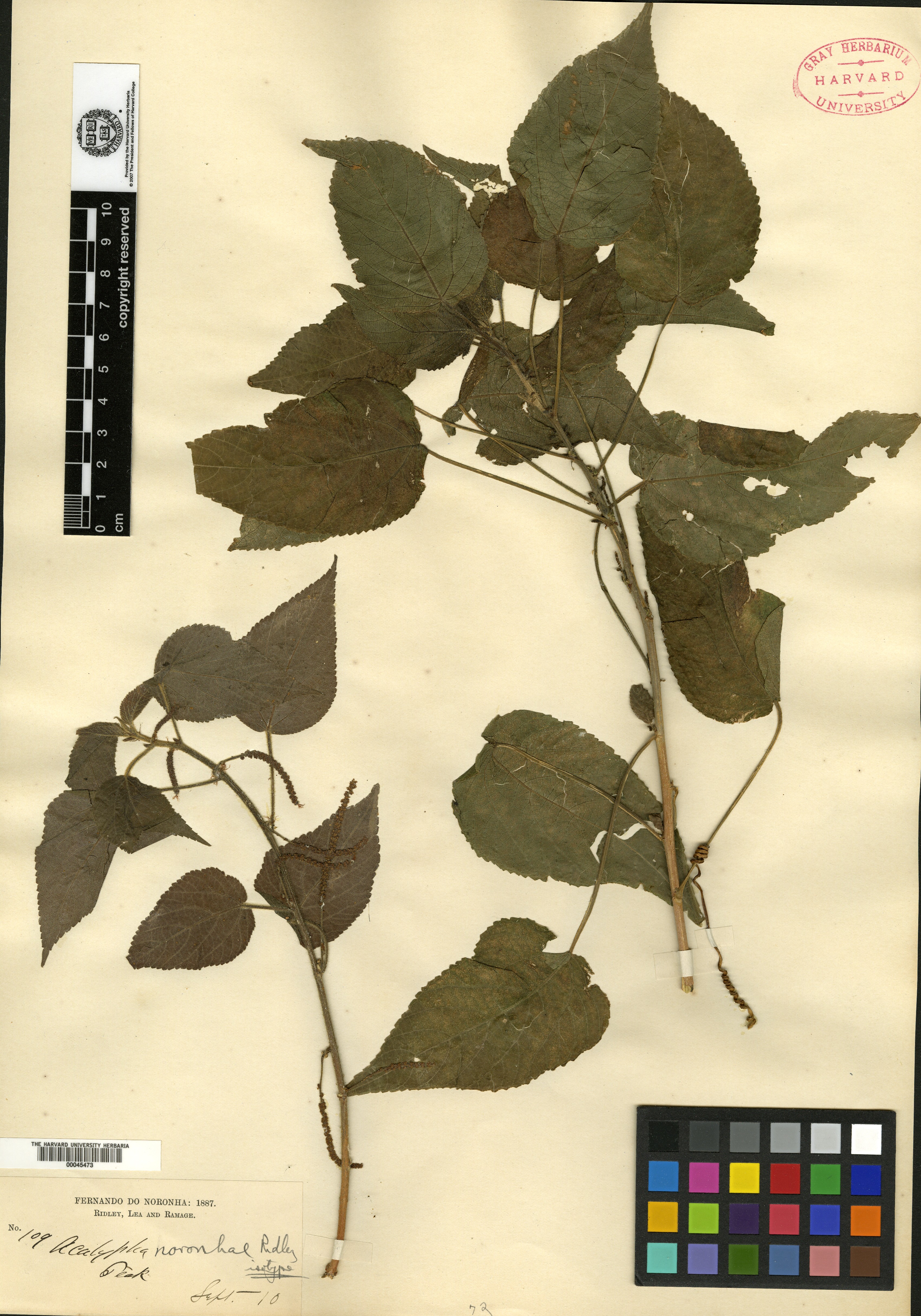 Acalypha pseudalopecuroides image