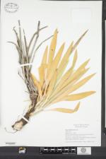 Yucca filamentosa image