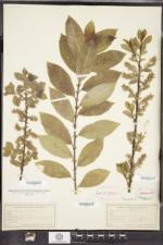 Salix nigricans image