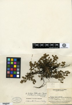 Lachemilla killipii image