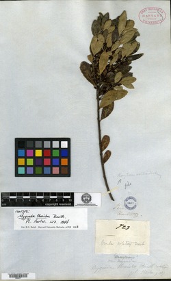 Perrottetia distichophylla image