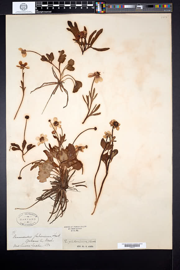 Ranunculus glaberrimus image