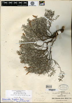 Poliomintha bicolor image