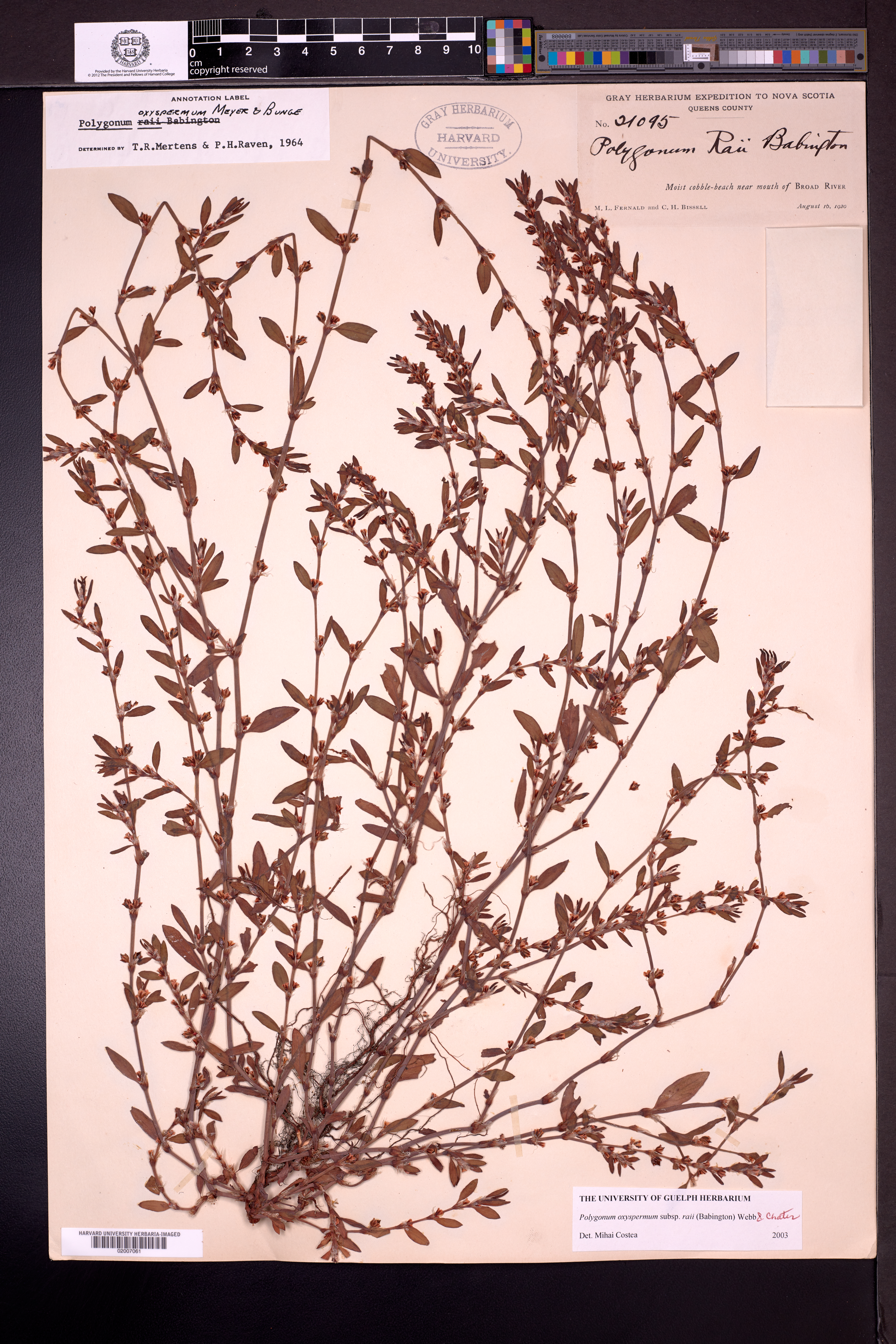 Polygonum oxyspermum subsp. raii image