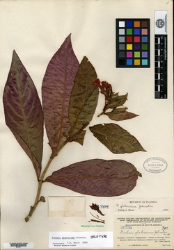 Fuchsia nigricans image