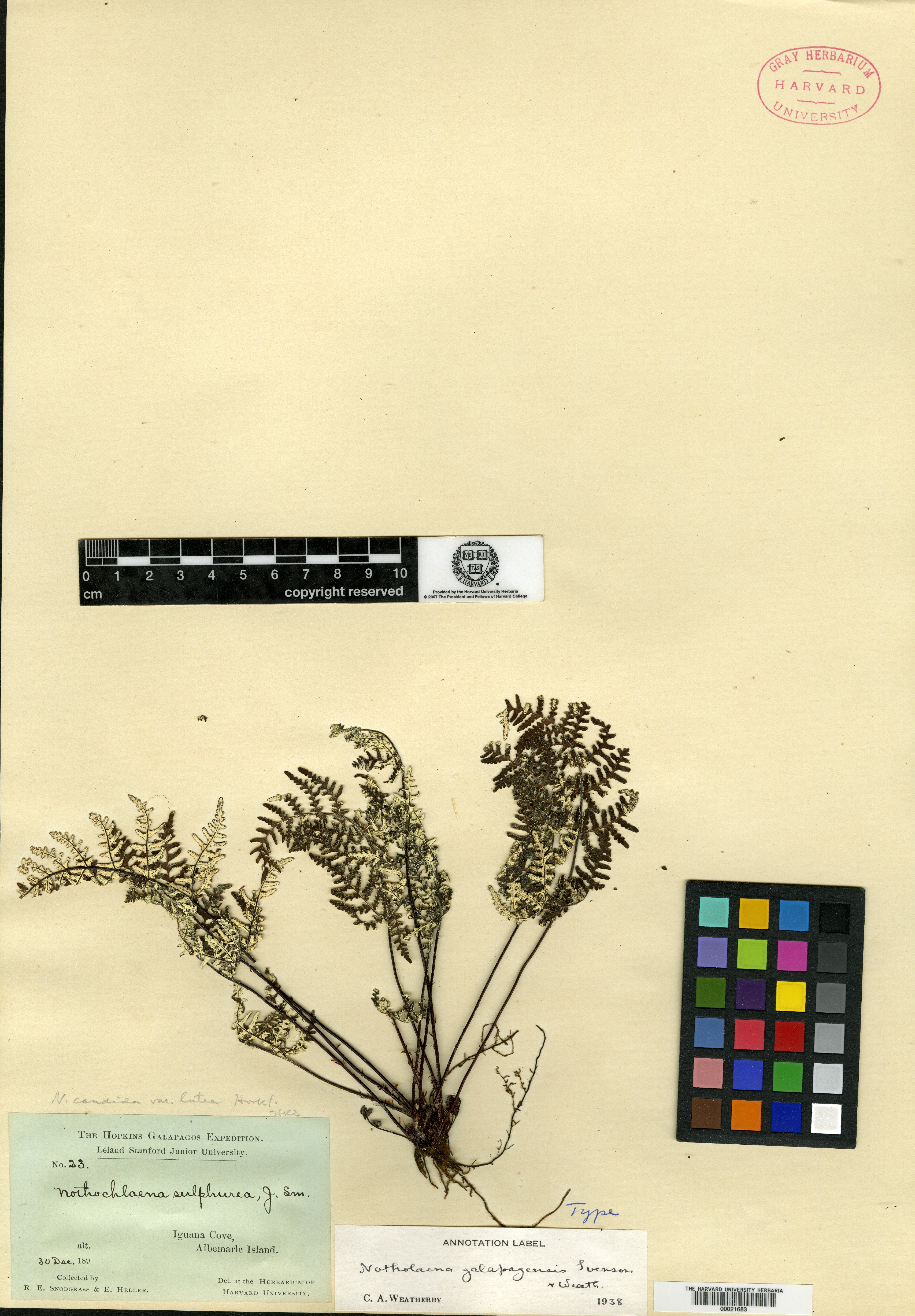 Notholaena galapagensis image