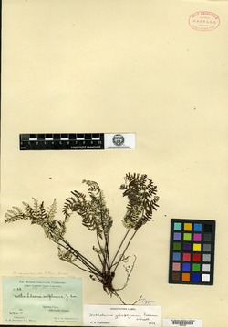 Notholaena galapagensis image