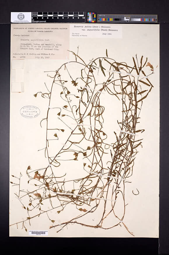 Stylisma patens subsp. angustifolia image