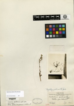 Eritrichium pratense image
