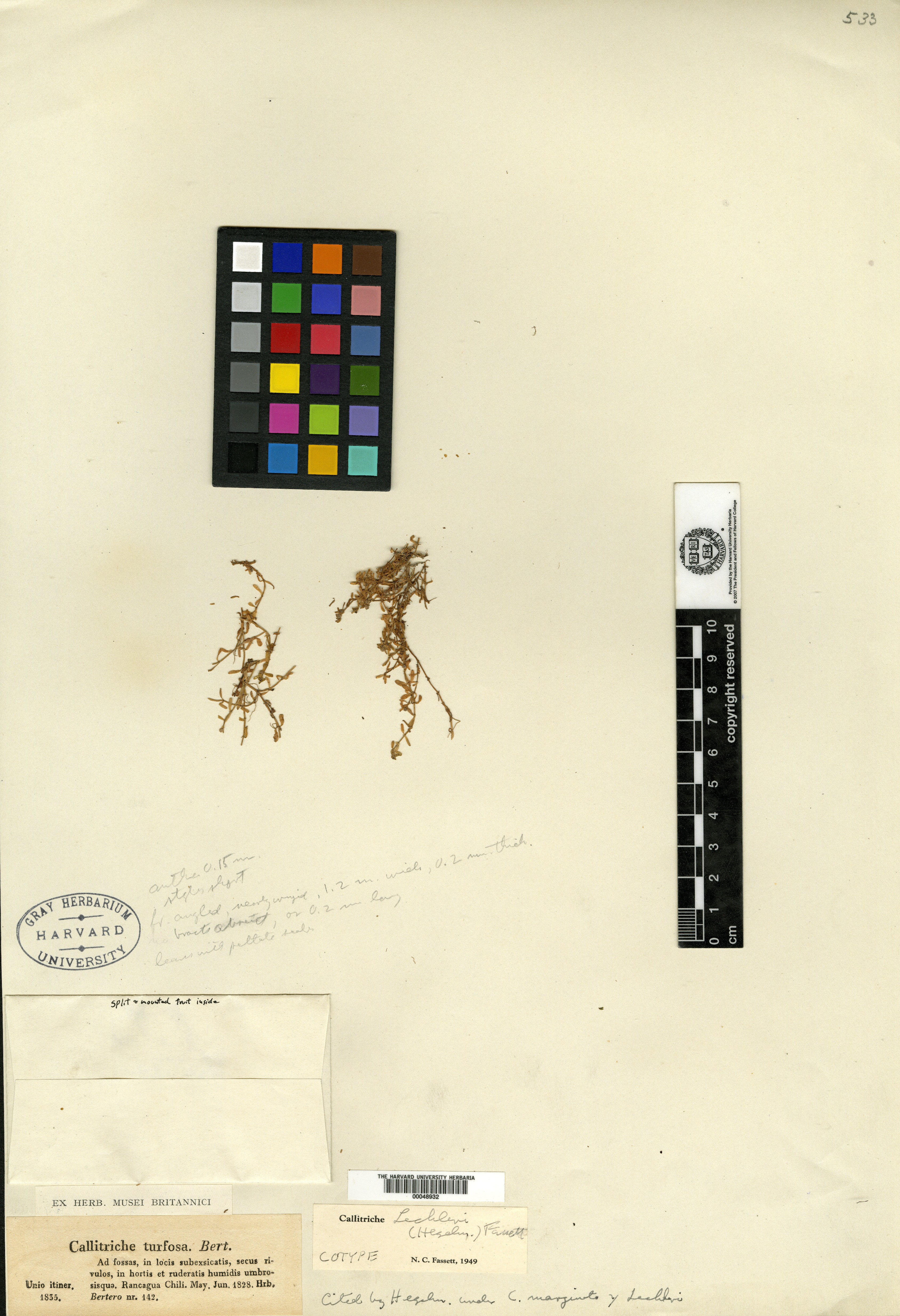 Callitriche terrestris subsp. subsessilis image