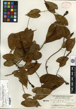 Dioscorea hondurensis image